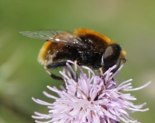 Réf. 326 875 : Eristalis intricaria